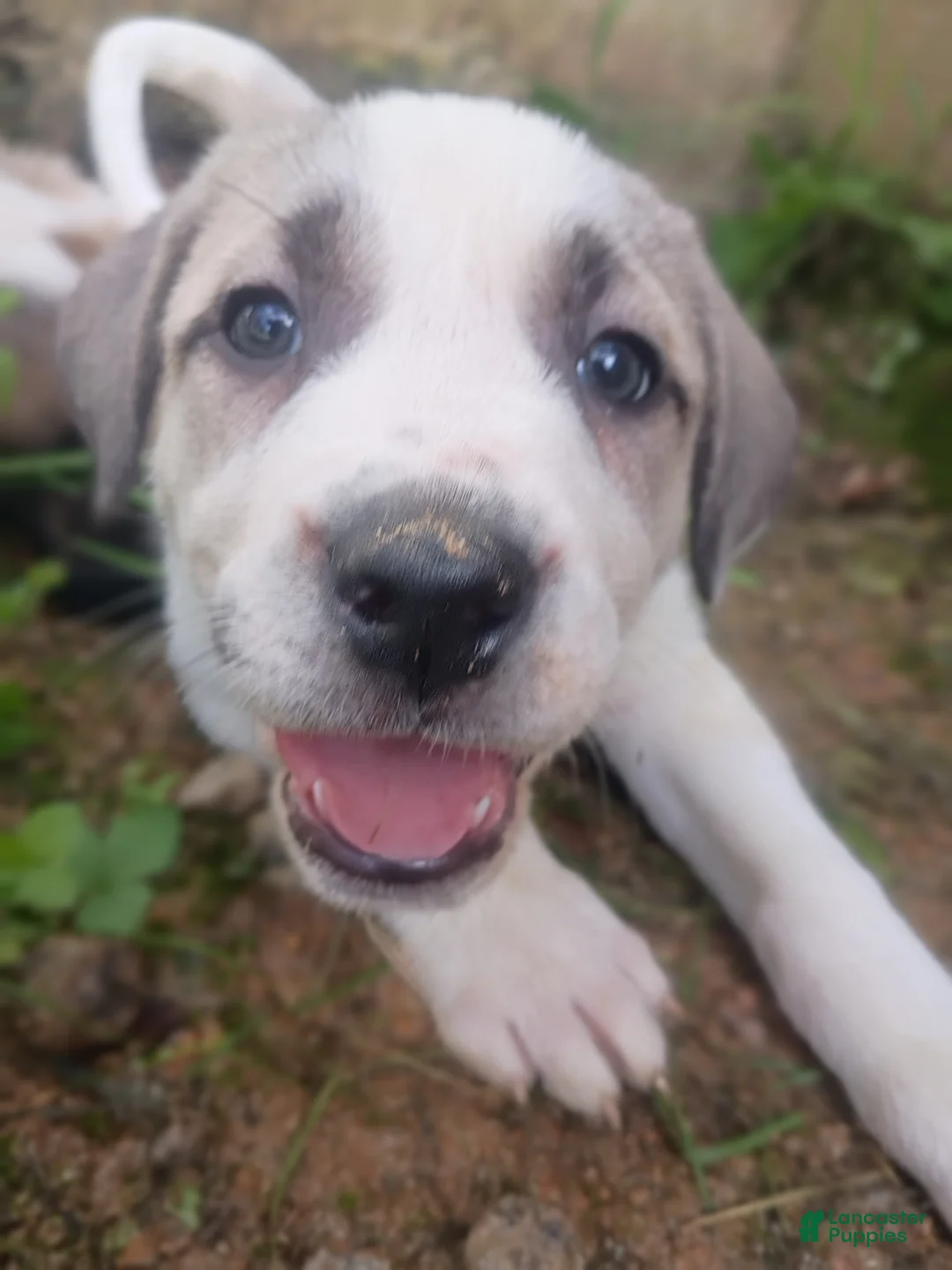 Mixed Breed dogs for sale: Bex - Ad 2