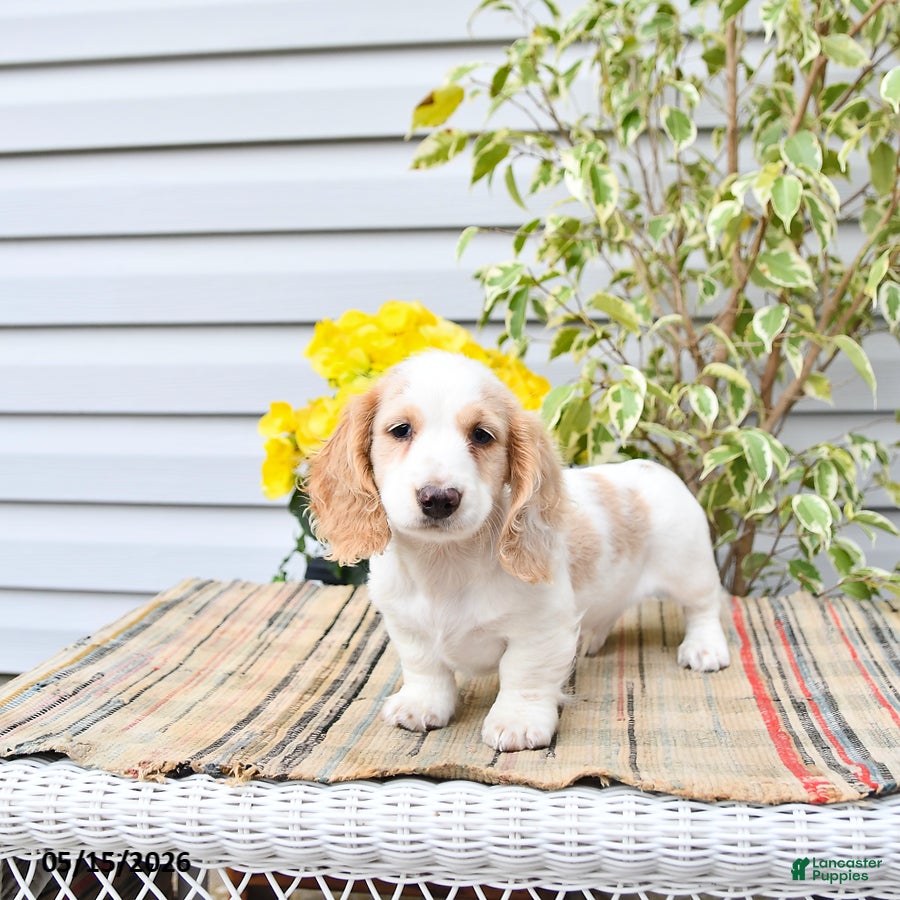 Dachshund dogs Denver - Ad 1