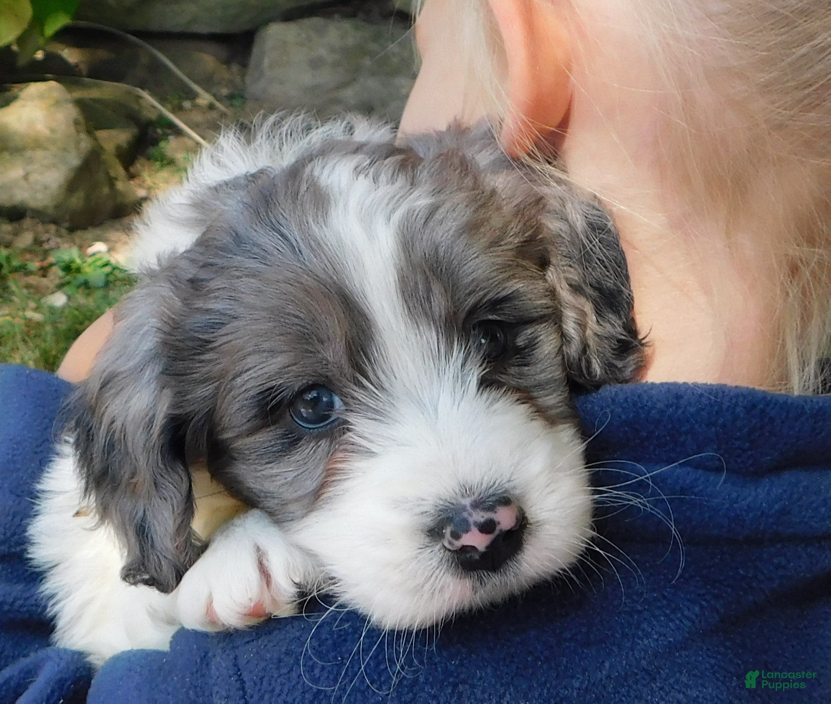 World Newfypoo puppies for sale Lancaster Puppies