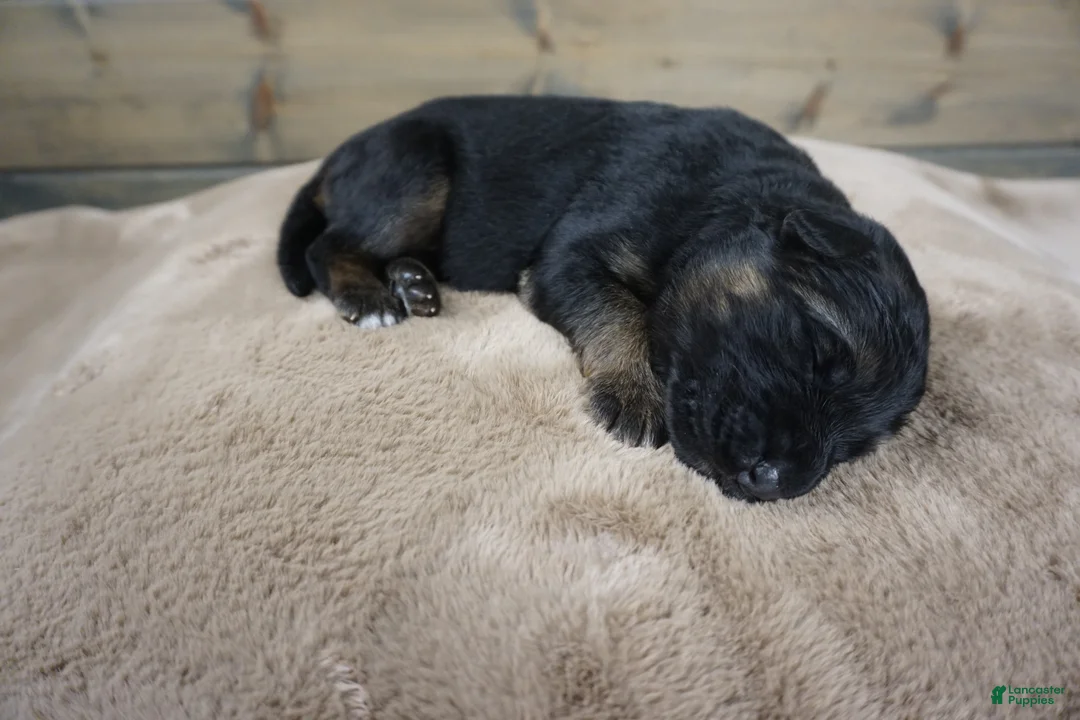 German Shepherd dogs for sale: Caleesi - Ad 4