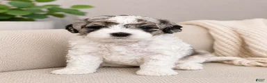 Parti Female Shihpoo Puppy Available