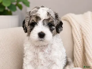 Shihpoo dogs for sale: Parti Female Shihpoo Puppy Available - Ad 2