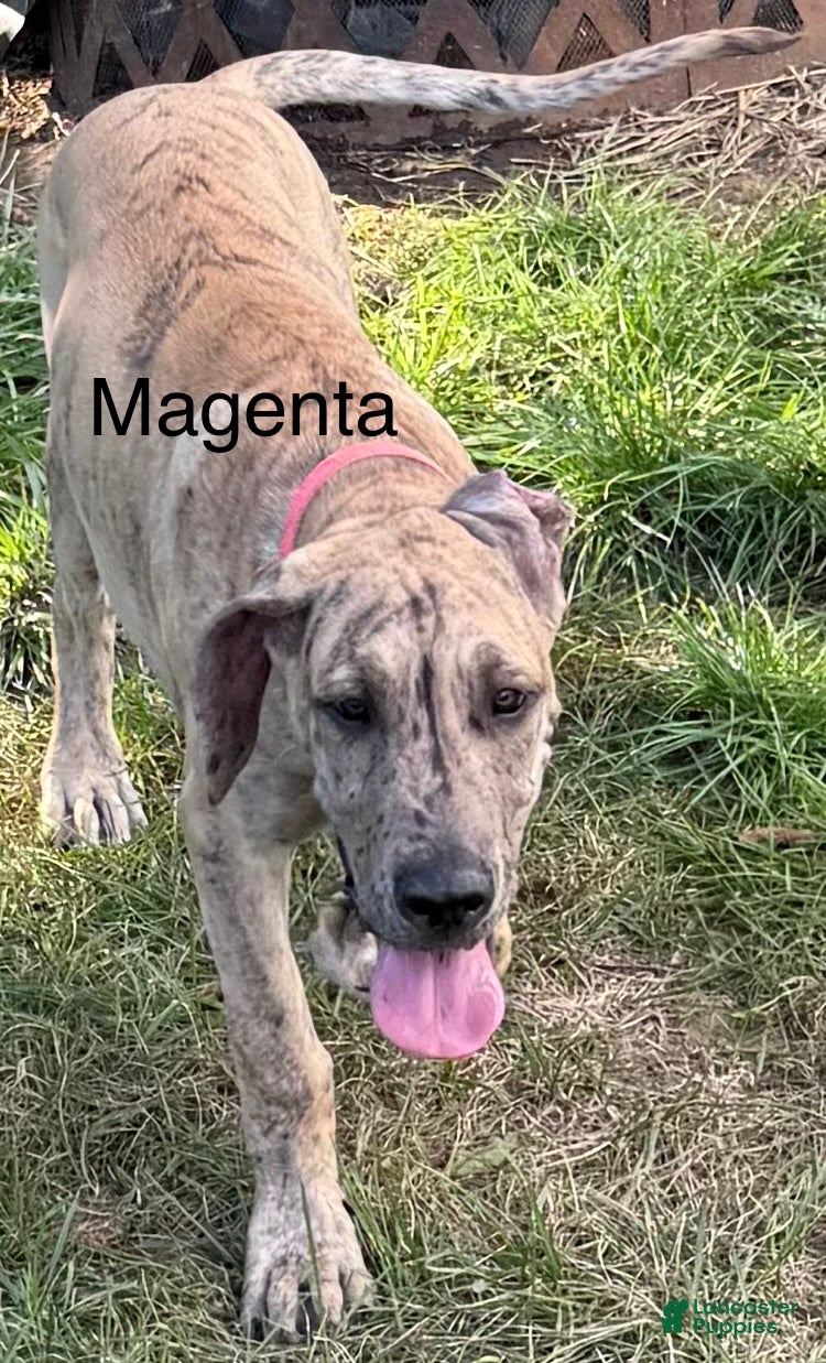Great Dane dogs Magenta  - Ad 41