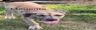 Magenta 