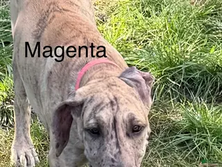 Great Dane dogs Magenta - Ad 41