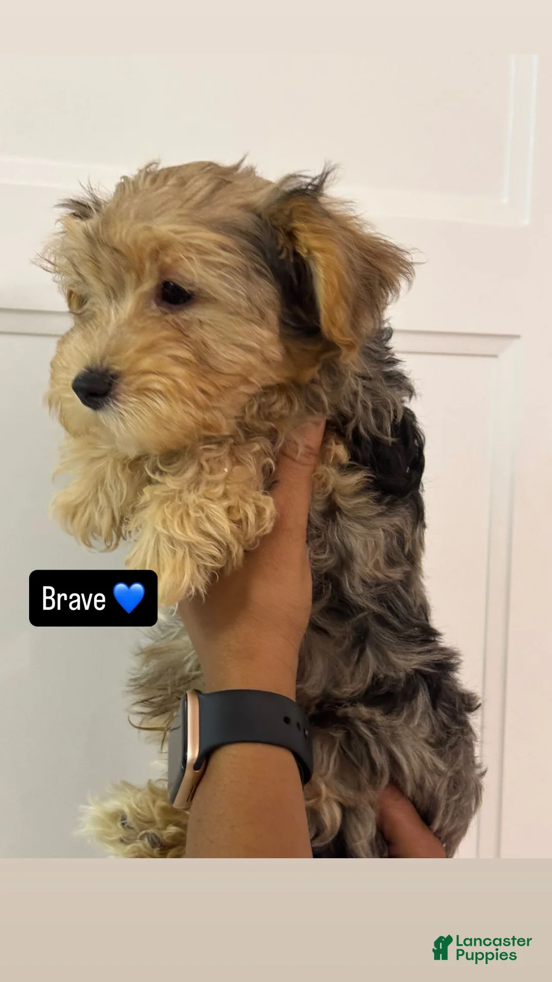 Morkie dogs for sale: Brave - Ad 1