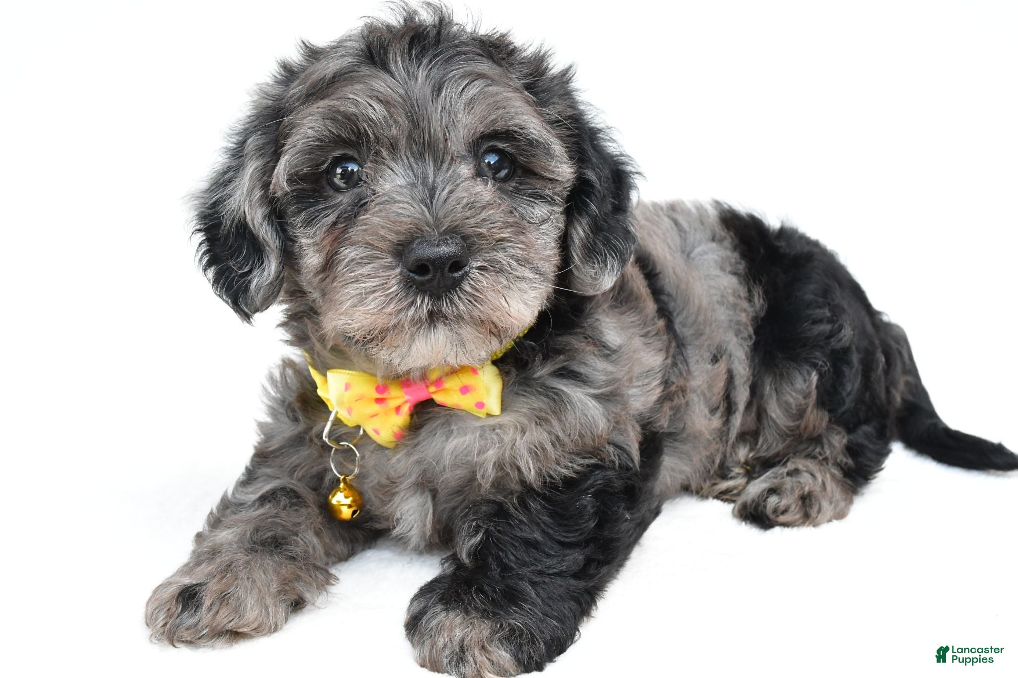 Maltipoo dogs Flash - Ad 1