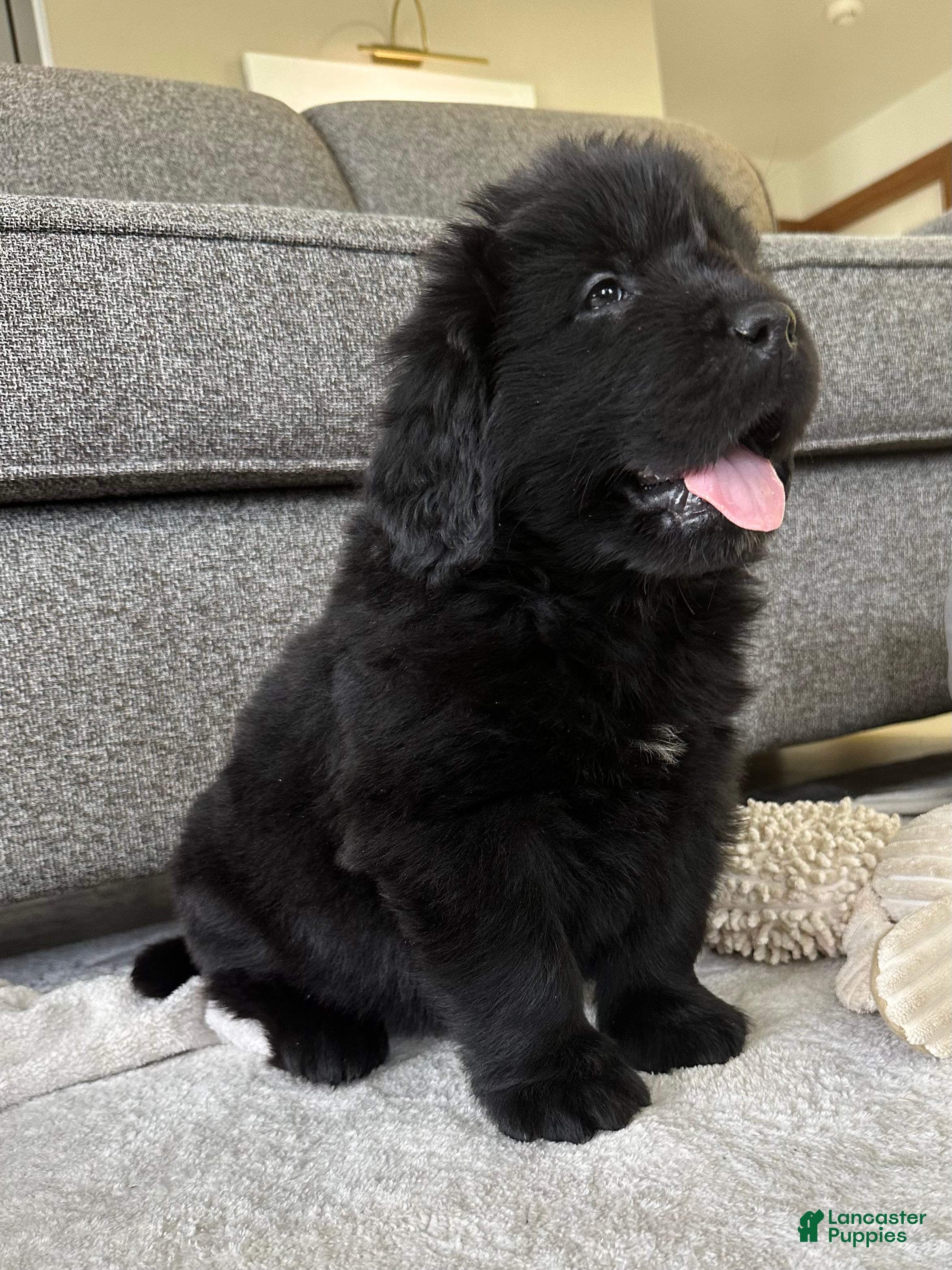 Newfoundland dogs OFA,AKC,CH, “ Jackson Cancrimo” - Ad 28