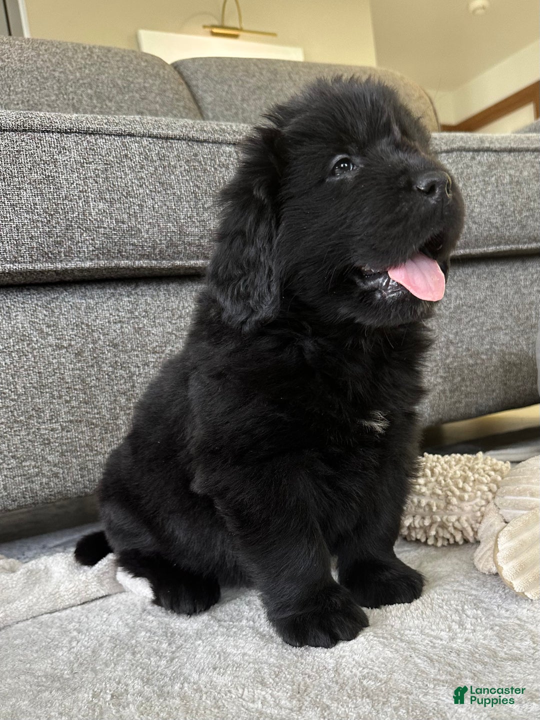 Newfoundland dogs for sale: OFA,AKC,CH, “ Jackson Cancrimo” - Ad 4