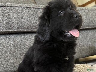Newfoundland dogs OFA,AKC,CH, “ Jackson Cancrimo” - Ad 28