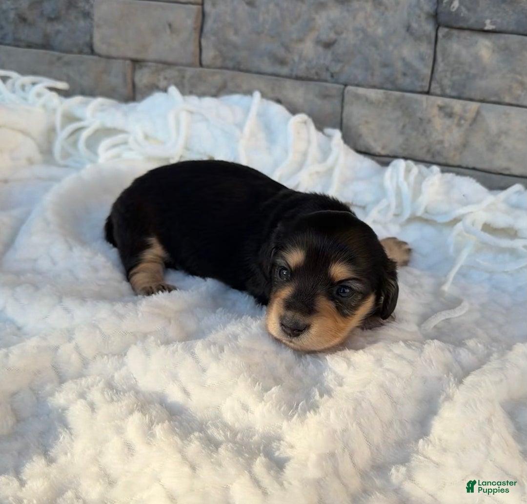 Miniature Dachshund dogs for sale: Daisy - Ad 4