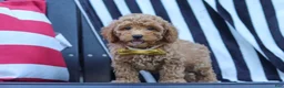 Miniature Poodle dogs for sale: James - Ad 4