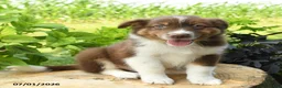 Australian Shepherd dogs for sale: Simba - Ad 1