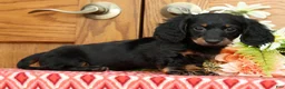 Miniature Dachshund dogs for sale: Starburst - Ad 5
