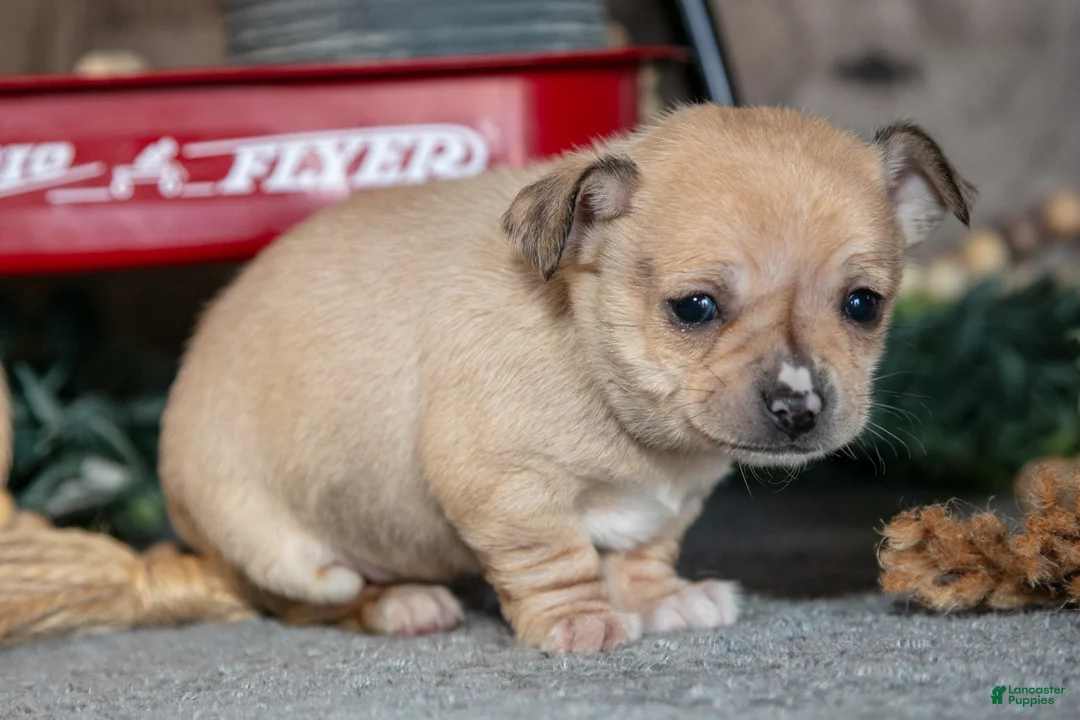Chihuahua dogs for sale: King - Ad 2