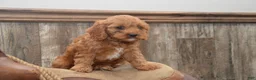 Cavapoo dogs for sale: Laine - Ad 3