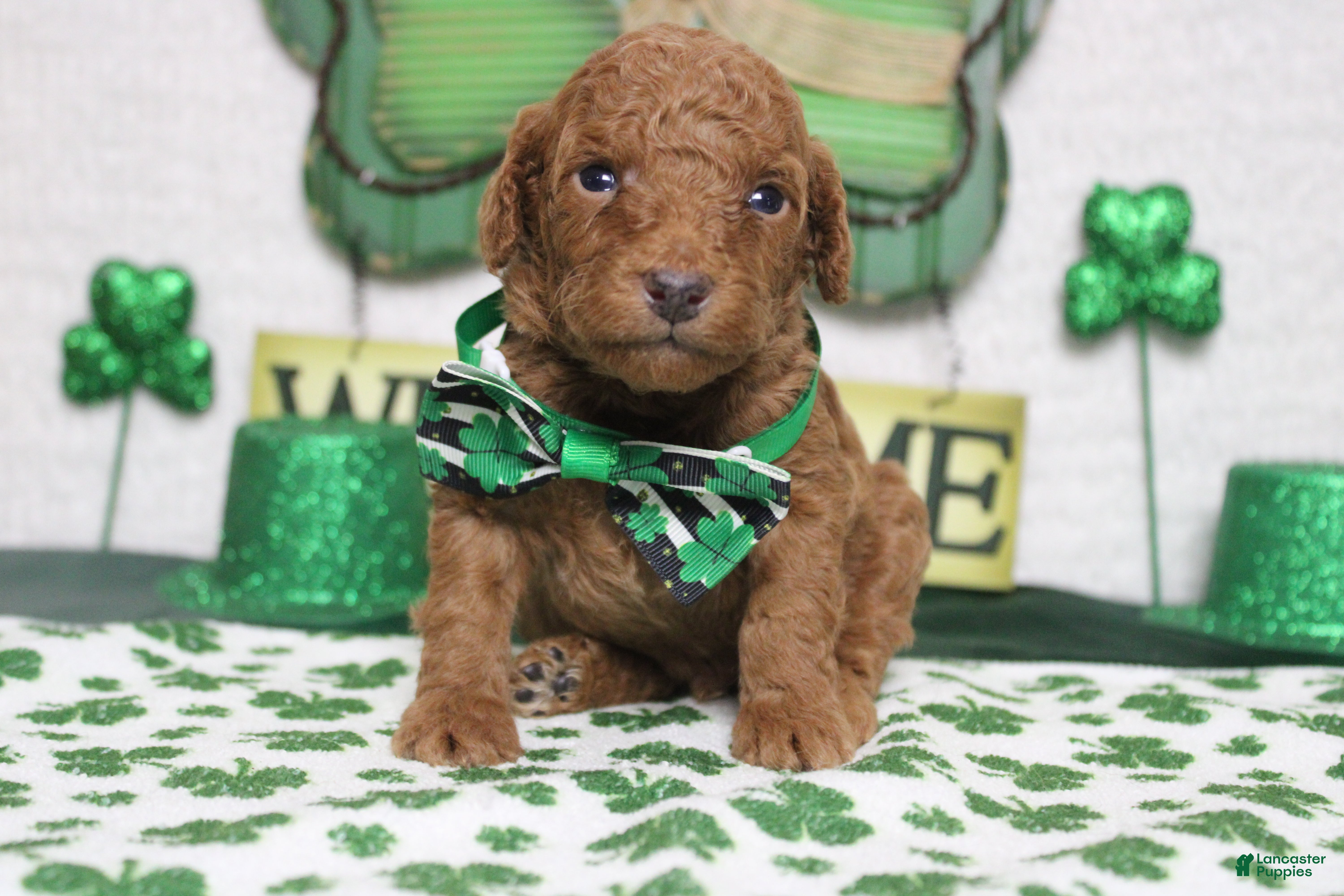 Miniature Poodle dogs Stephen  - Ad 16