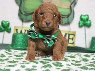 Miniature Poodle dogs Stephen - Ad 16