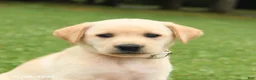 Labrador Retriever dogs for sale: Magnolia - Ad 5