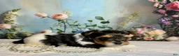 Biewer Terrier dogs for sale: Biewer Terrier Puppy 1 - Ad 8