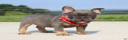French Bulldog dogs for sale: Brock - Ad 3