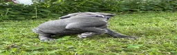 Cane Corso dogs for sale: Cane Corso 4 - Ad 5