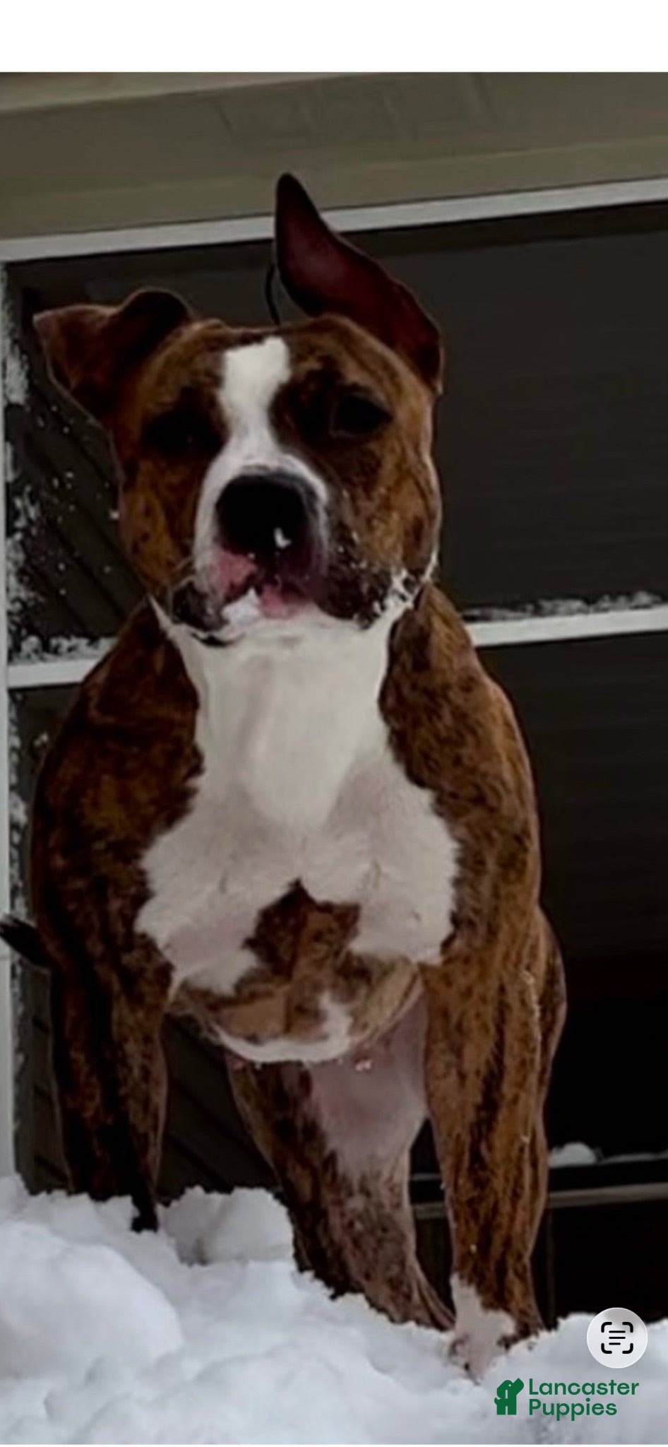 American Pit Bull Terrier dogs American Bully  - Ad 2