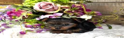Yorkshire Terrier dogs for sale: Madeleine   - Ad 10