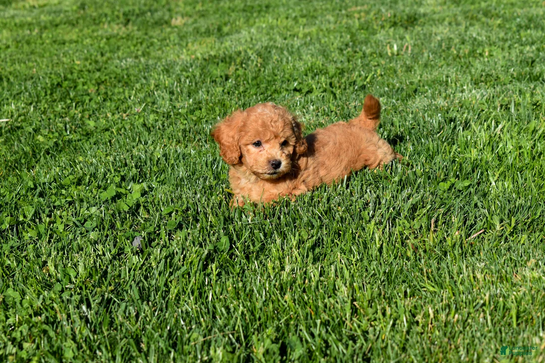 Bichpoo dogs for sale: Kyle 🐶💖 - Ad 2
