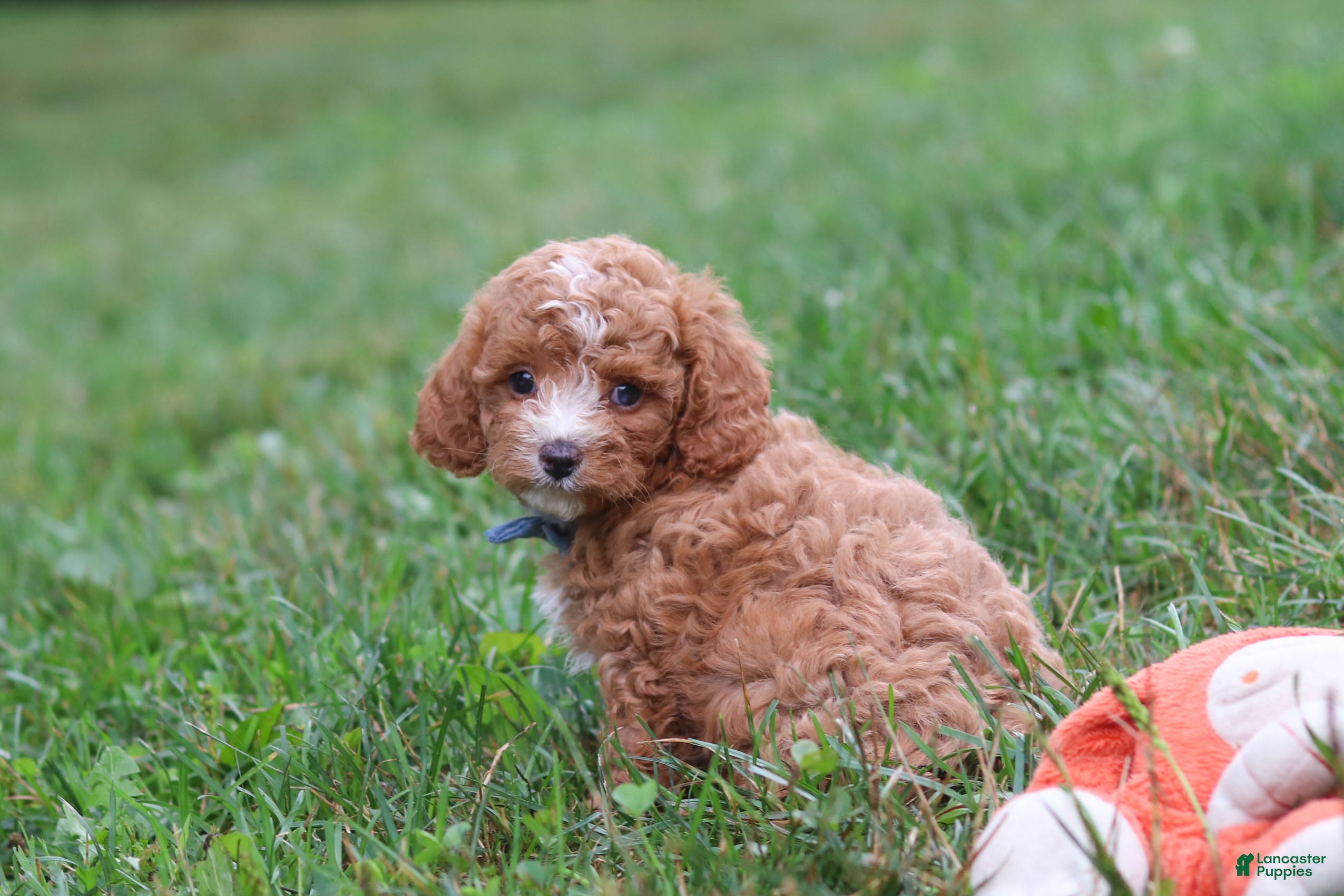 Cavapoo dogs Jaxon - Ad 2
