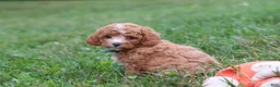 Cavapoo dogs for sale: Jaxon - Ad 2