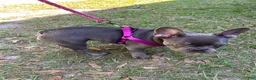 French Bulldog dogs for sale: French Bulldog 2 - Ad 13