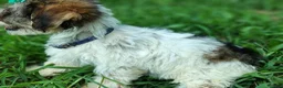 Yorkshire Terrier dogs for sale: Yorkshire Terrier 4 - Ad 6