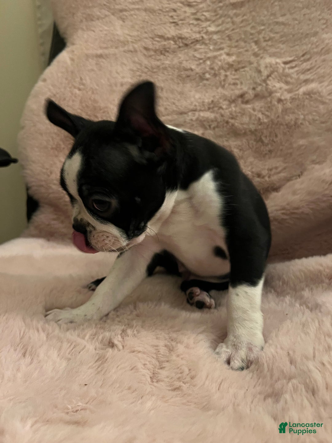 Boston Terrier dogs for sale: Echo - Ad 3