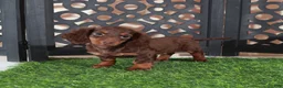 Miniature Dachshund dogs for sale: Dusty Irresistible LH Chocolate Dachshund Puppy - Ad 1