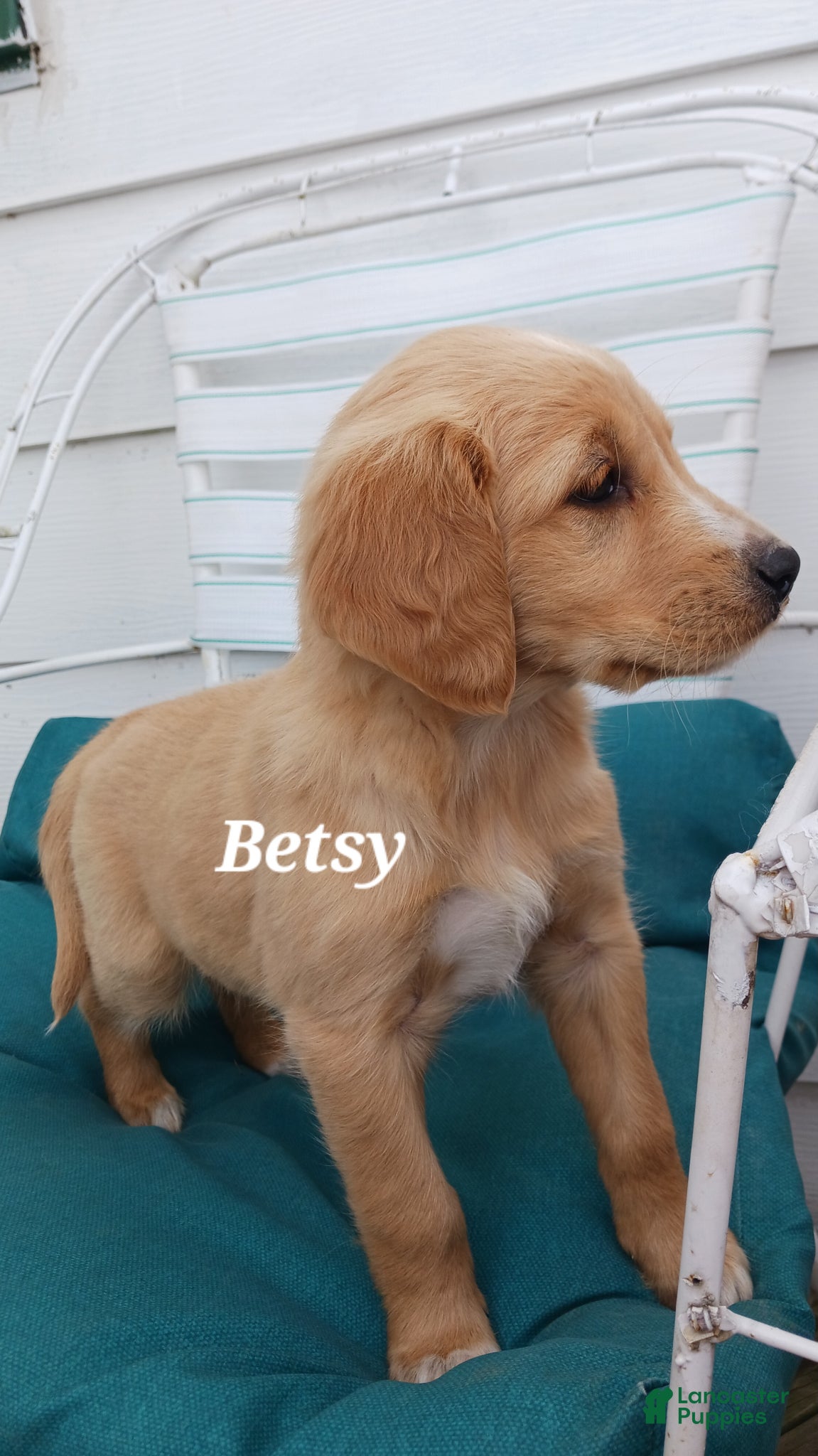 Mixed Breed dogs Mixed Breed Puppy 7, Betsy - Ad 2