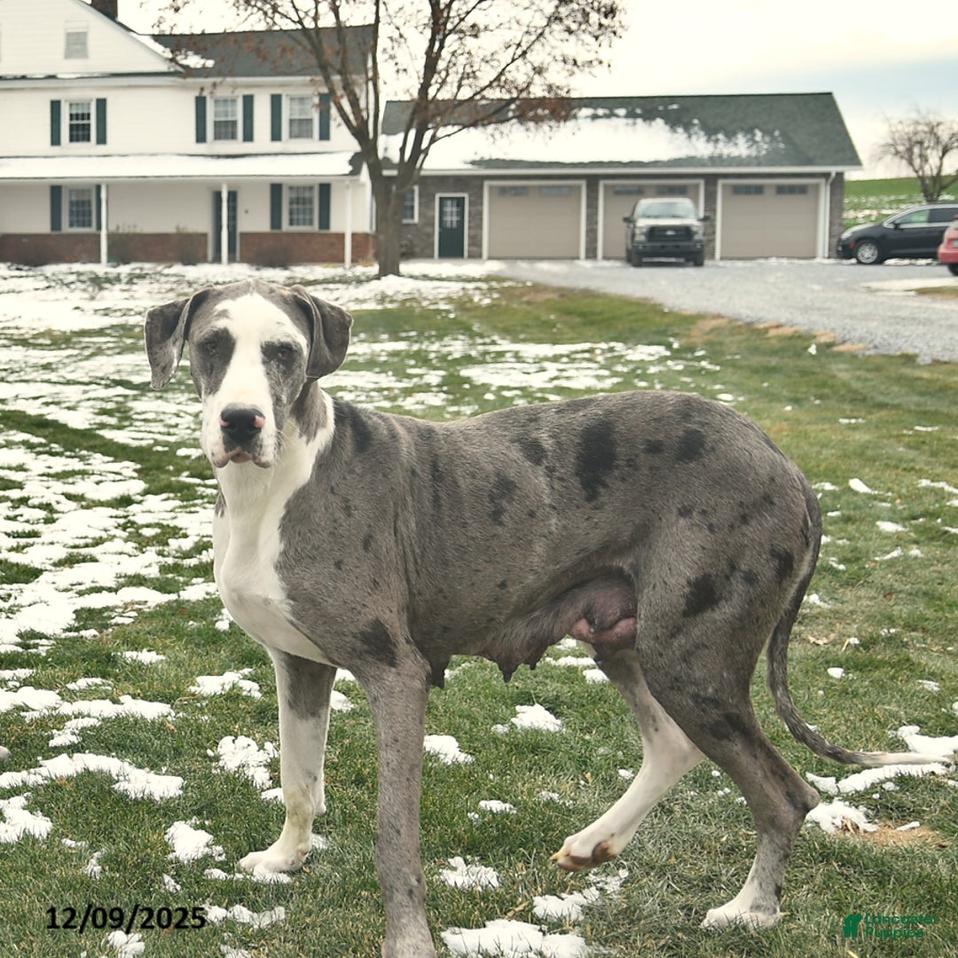 Great Dane dogs for sale: Archie  - Ad 4