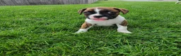 Boxer dogs for sale: Sarge - Ad 1
