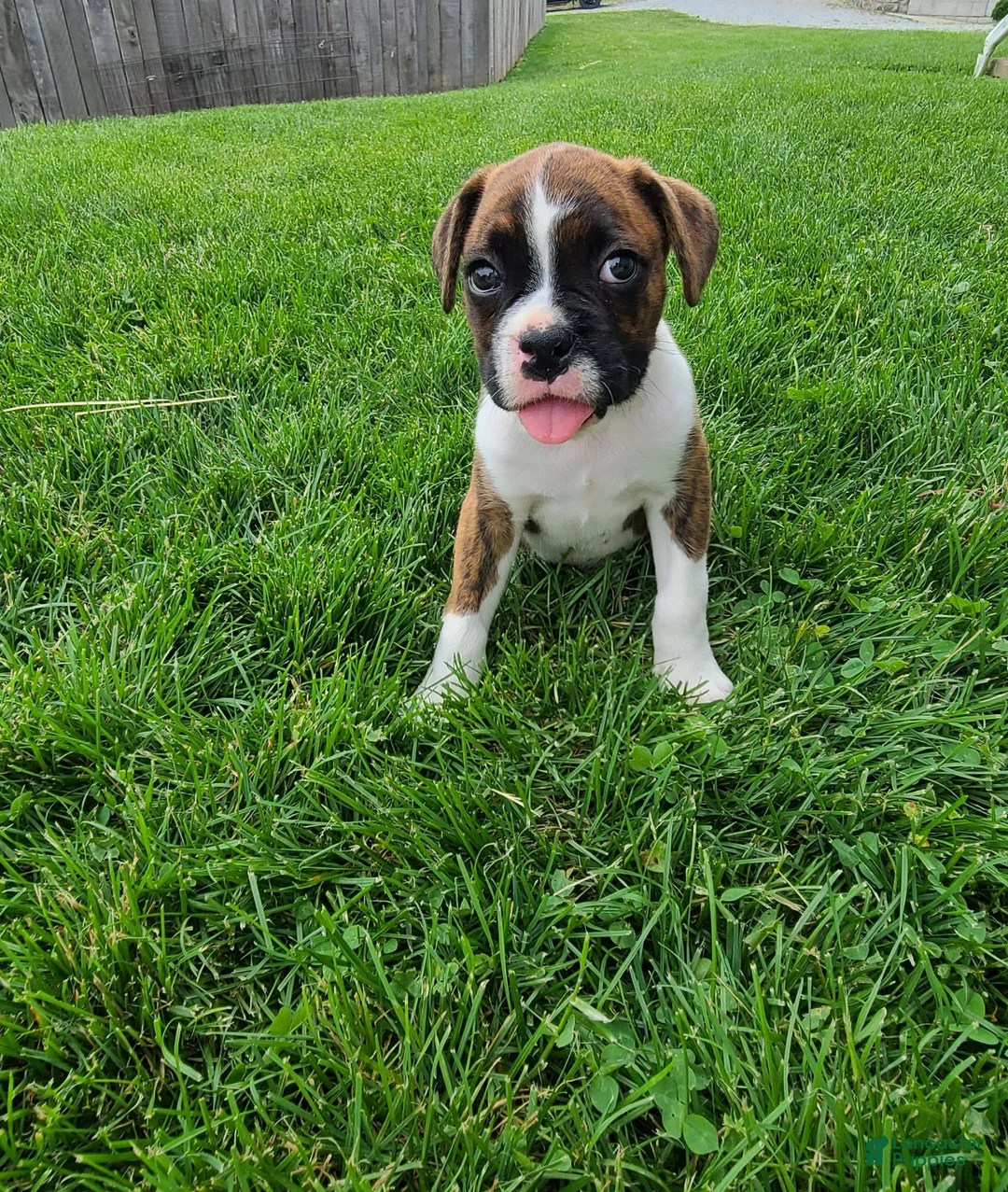 Boxer dogs for sale: Sarge - Ad 1