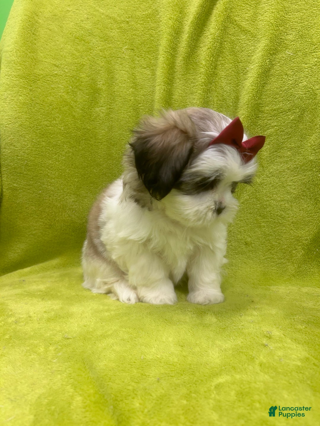 Teddy Bear dogs for sale: Teddy Bear Puppy 2 - Ad 4