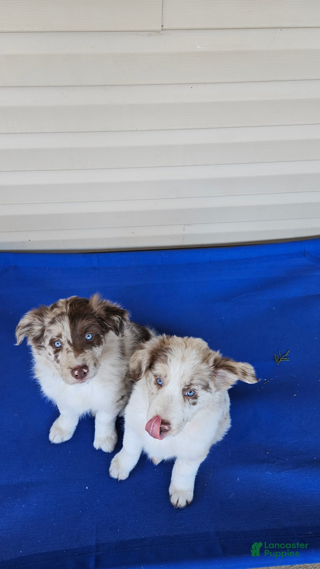 Border Collie dogs for sale: Border Collie Puppy 2 - Red Merle - Ad 10