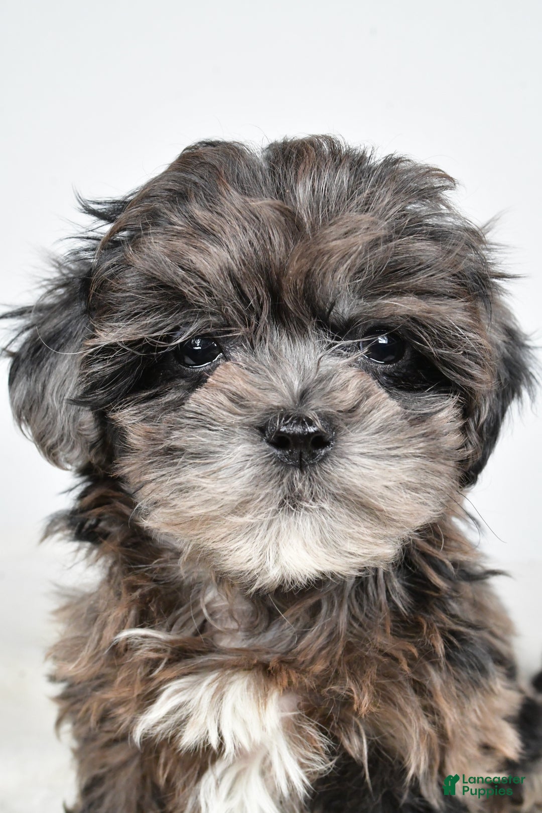 Shihpoo dogs for sale: Jenny - Ad 9