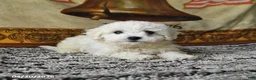 Bichon Frise dogs for sale: Angel - Ad 3