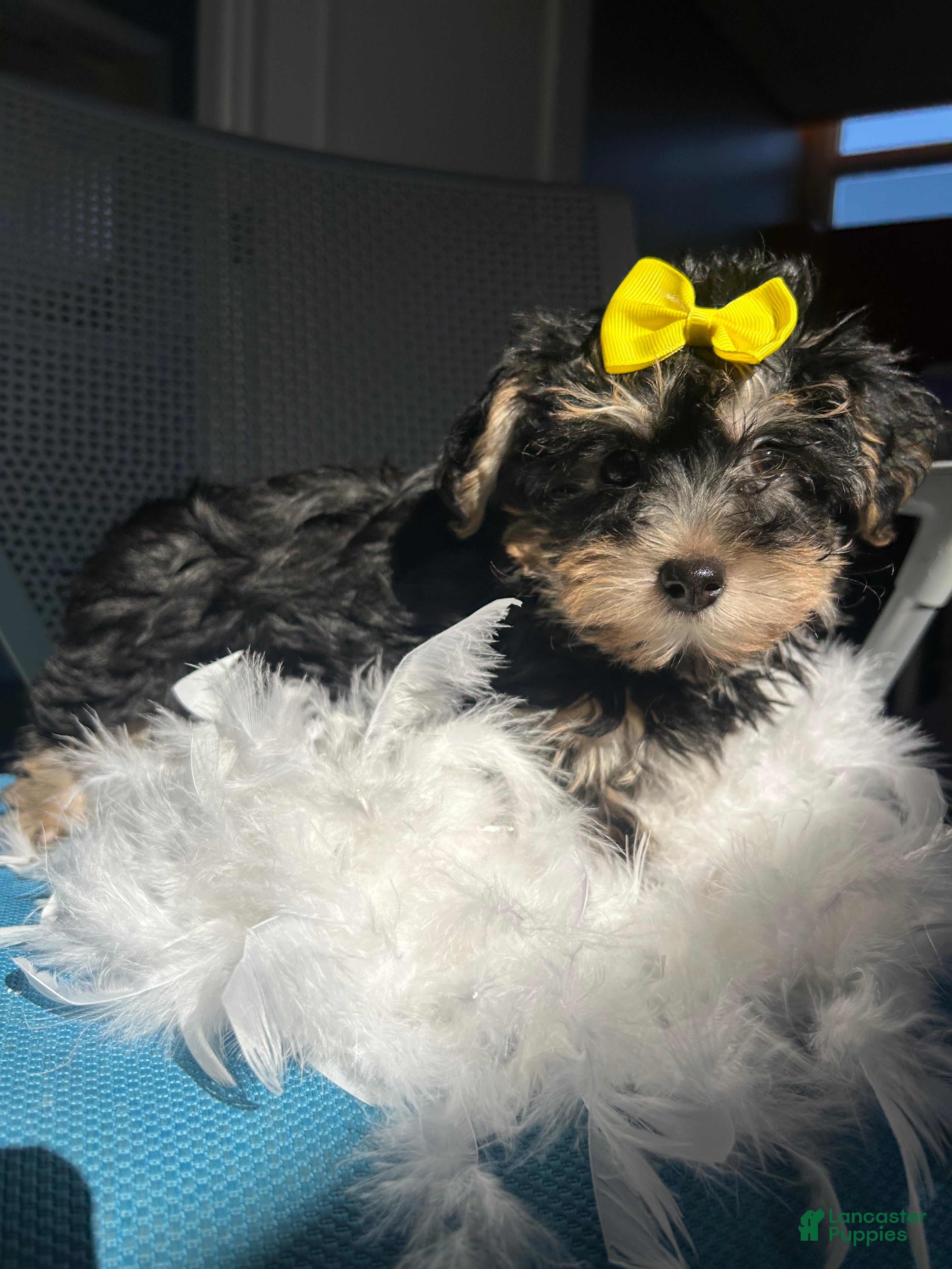 Mixed Breed dogs Mixed Breed Puppy 3 - Ad 19