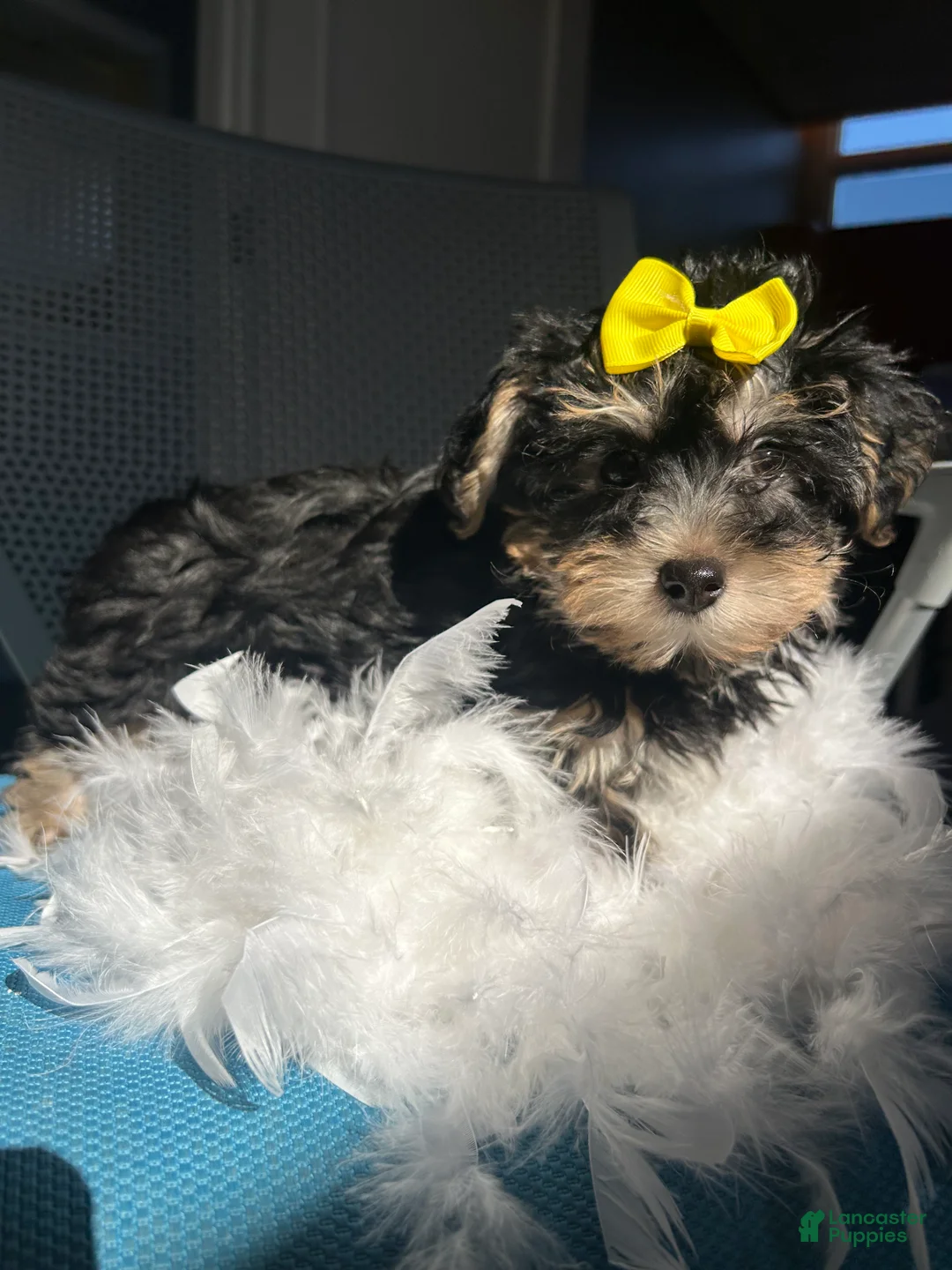 Mixed Breed dogs for sale: Mixed Breed Puppy 3 - Ad 1