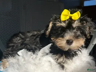 Mixed Breed dogs Mixed Breed Puppy 3 - Ad 19