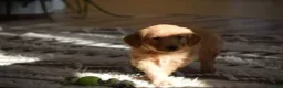 Golden Retriever dogs for sale: Hazel - Ad 2