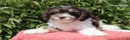 Cavapoo dogs for sale: Echo - Ad 3