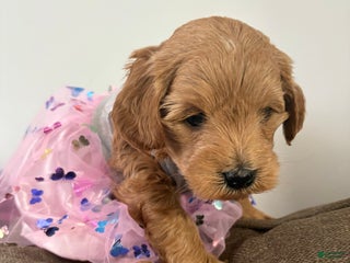 Mixed Breed dogs Mini goldendoodles - Ad 19