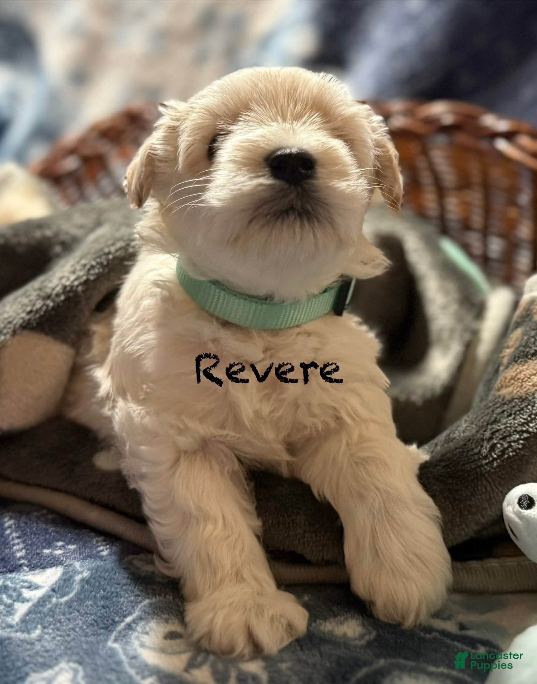 Miniature Schnauzer dogs for sale: Revere - Ad 3
